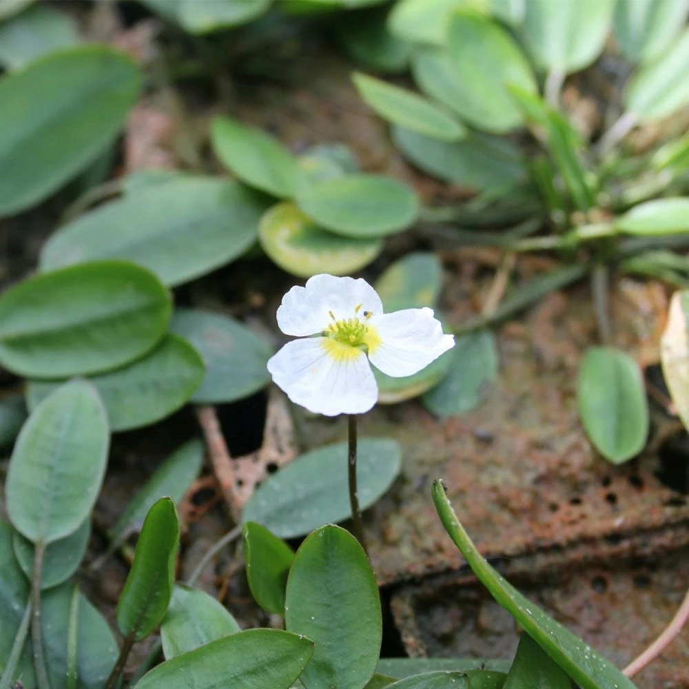Luronium Natans - Floating Water Plantain