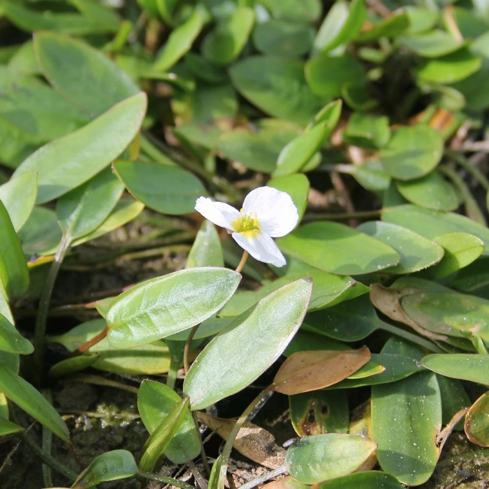 Luronium Natans - Floating Water Plantain - Image 2