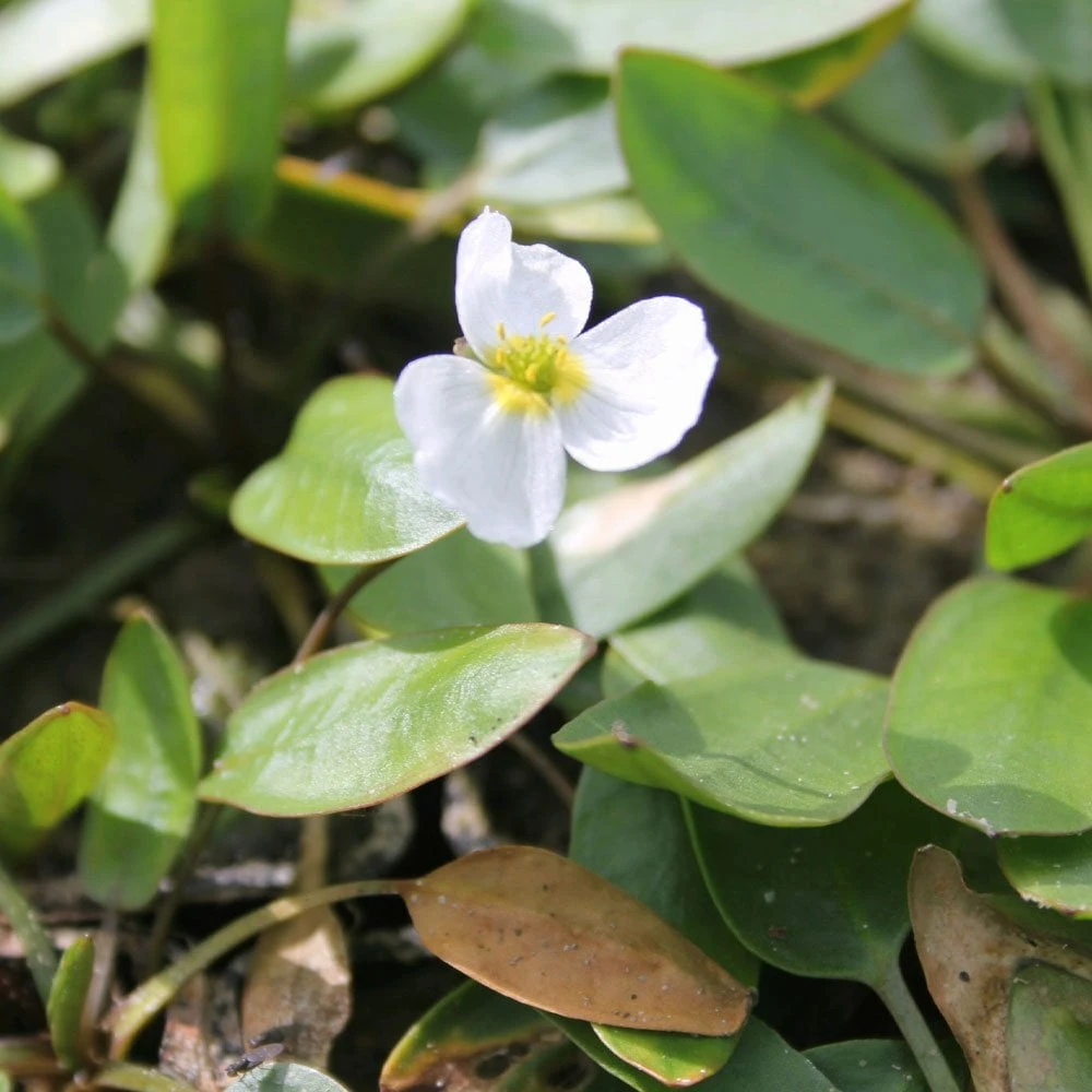 Luronium Natans - Floating Water Plantain - Image 3
