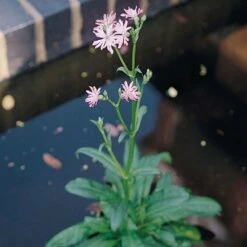 Lychnis Flos Cuculi - Ragged Robin