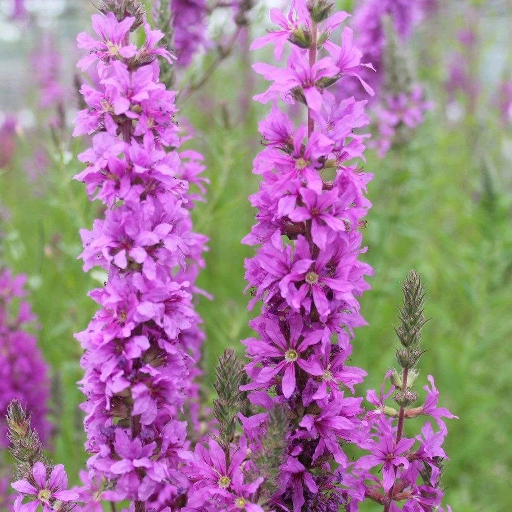 Lythrum Salicaria - Purple Loosestrife - Image 4