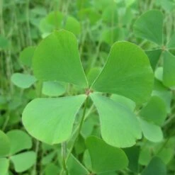 Marsilea Quadrifolia - Water Shamrock