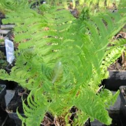 Matteuccia Struthiopteris - Ostrich Fern