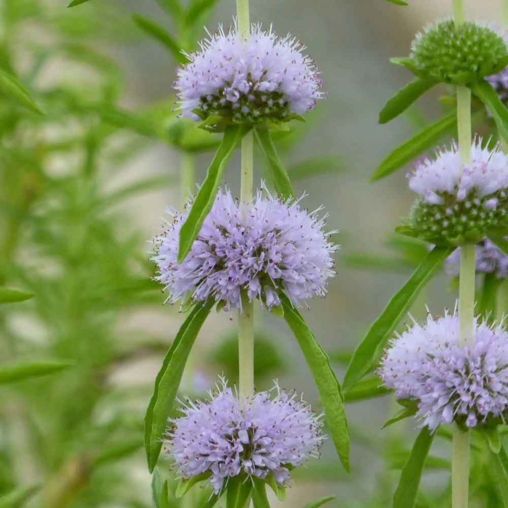 Mentha Cervina - Water Spearmint