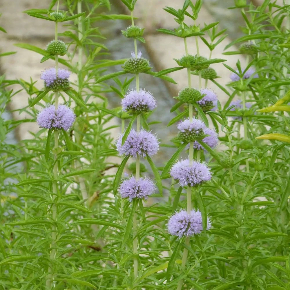 Mentha Cervina - Water Spearmint - Image 2