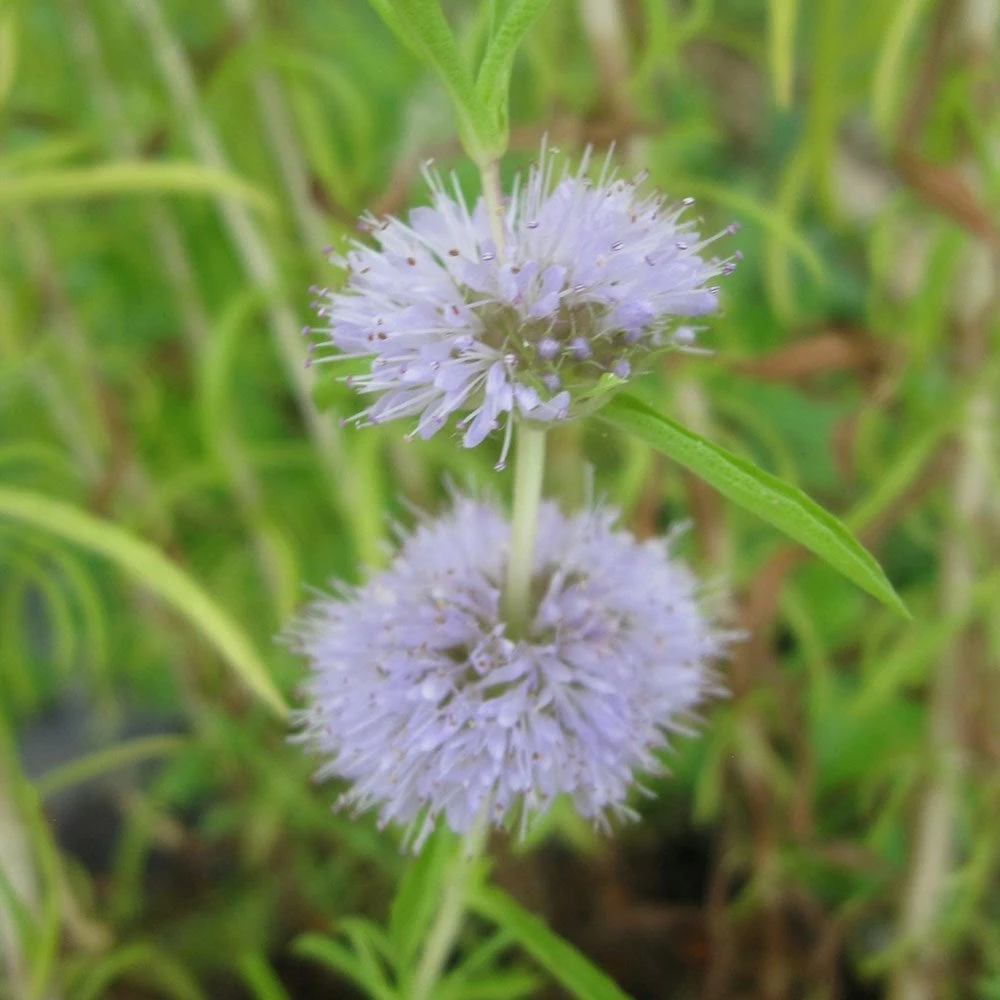 Mentha Cervina - Water Spearmint - Image 3