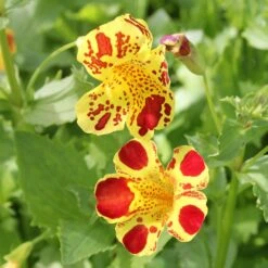 Mimulus Luteus Queens Prize