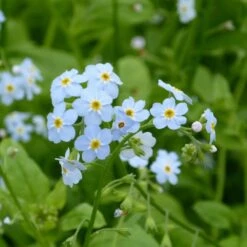 Myosotis Scorpioides - Water Forget Me Not