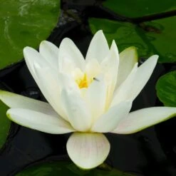 Nymphaea Albatros