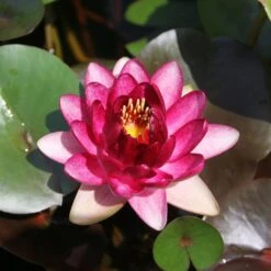 Nymphaea Almost Black