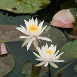 Nymphaea Arc-En-Ciel