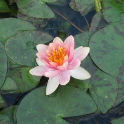 Nymphaea Aurora