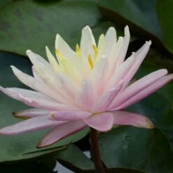 Nymphaea Barbara Dobbins