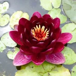 Nymphaea Black Princess
