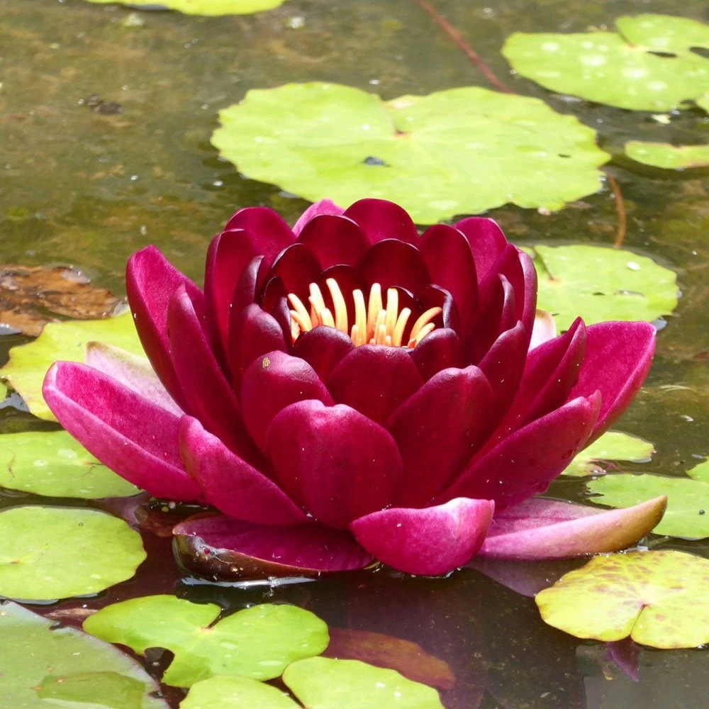 Nymphaea Black Princess - Image 2
