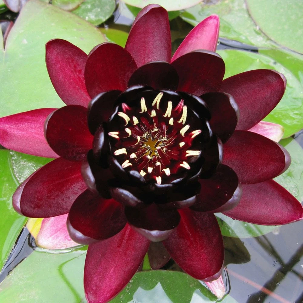 Nymphaea Black Princess - Image 3