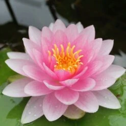 Nymphaea Darwin Hollandia