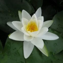 Nymphaea Gladstoniana