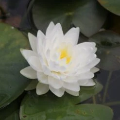 Nymphaea Gonnere
