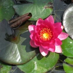 Nymphaea James Brydon
