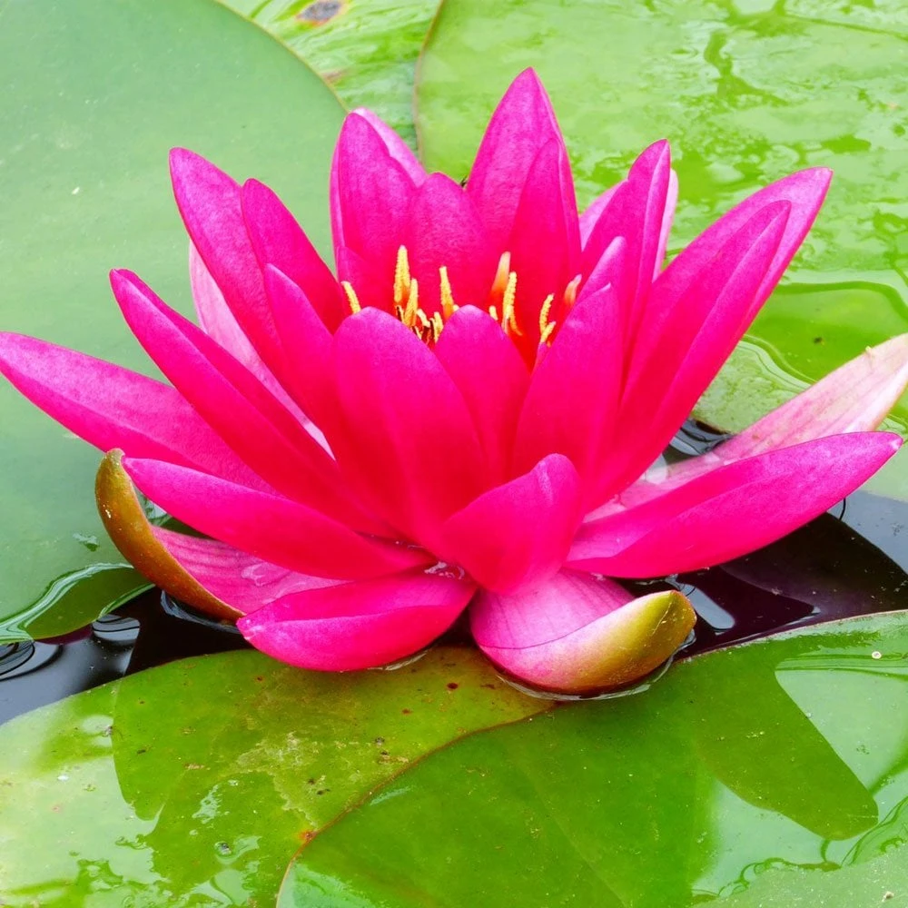 Nymphaea James Brydon - Image 2