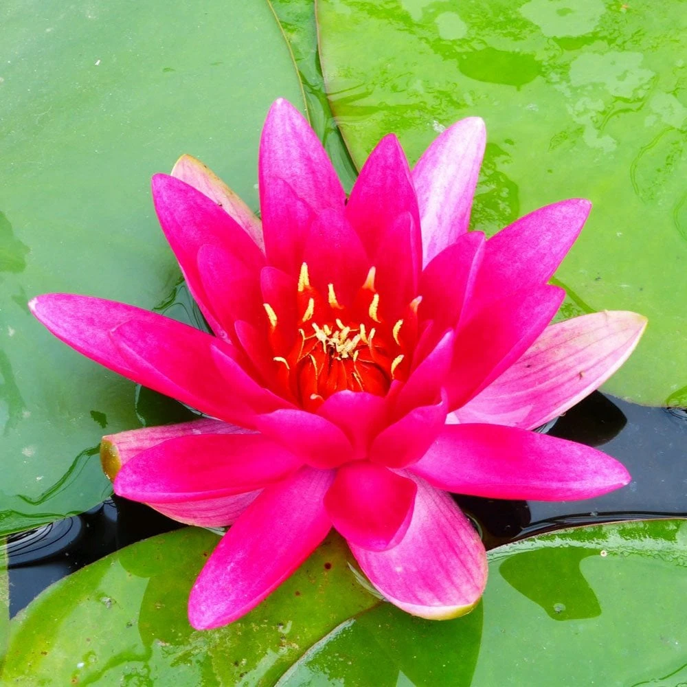 Nymphaea James Brydon - Image 3