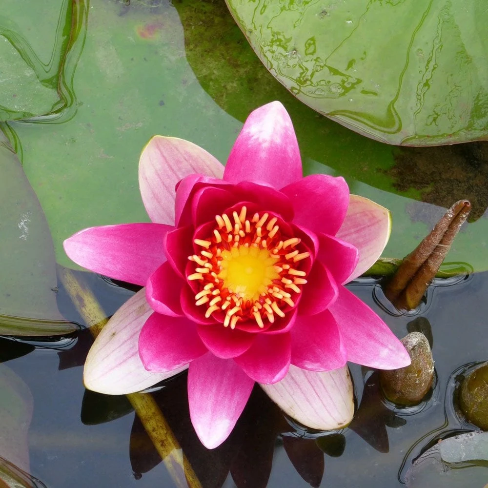 Nymphaea James Brydon - Image 4