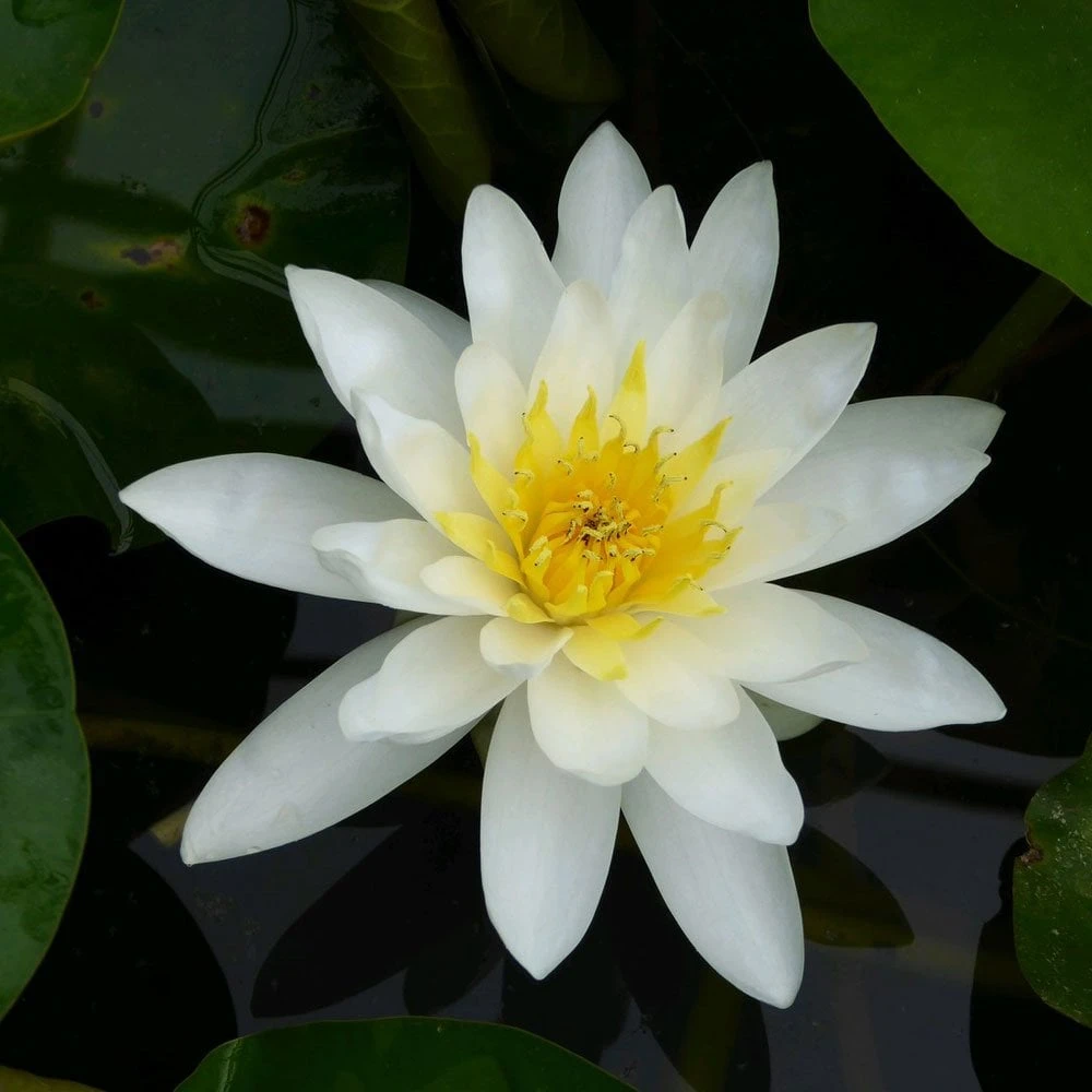 Nymphaea Marliacea Albida