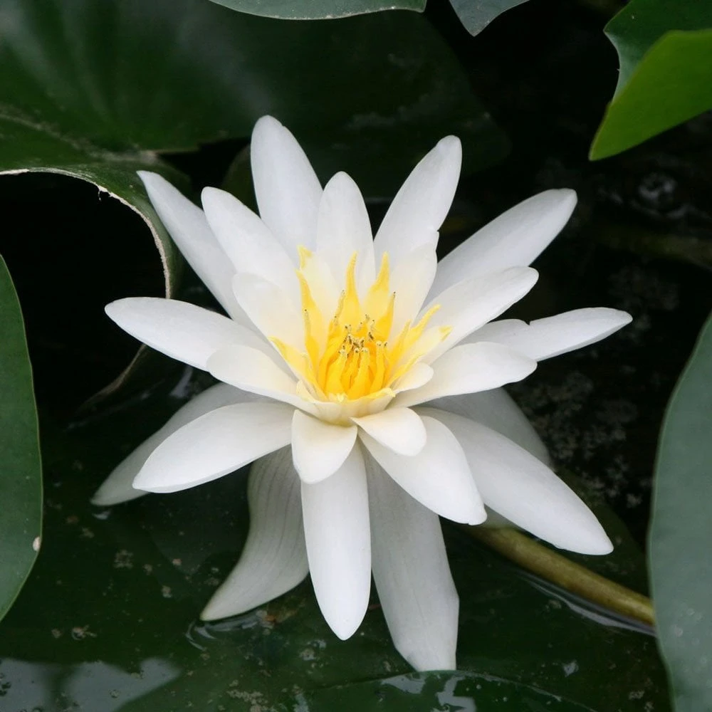 Nymphaea Marliacea Albida - Image 2