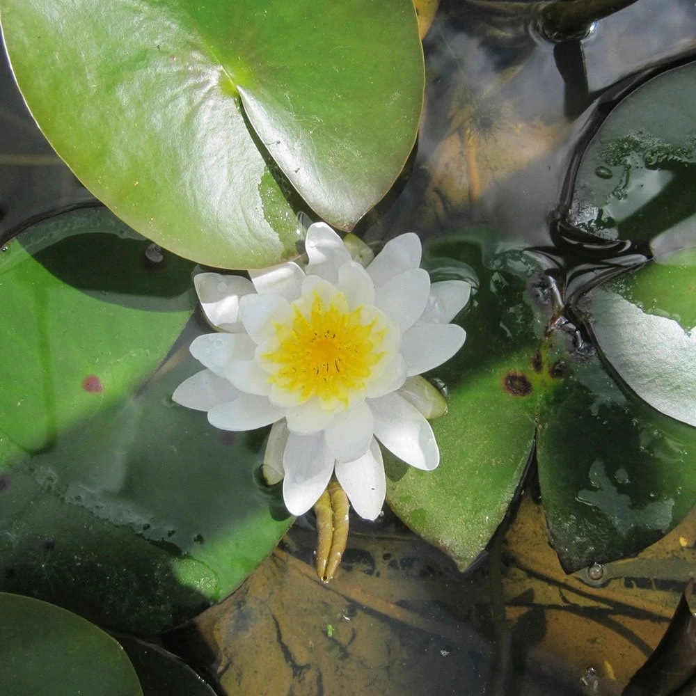 Nymphaea Marliacea Albida - Image 3