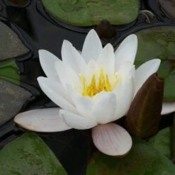 Nymphaea Marliacea Carnea