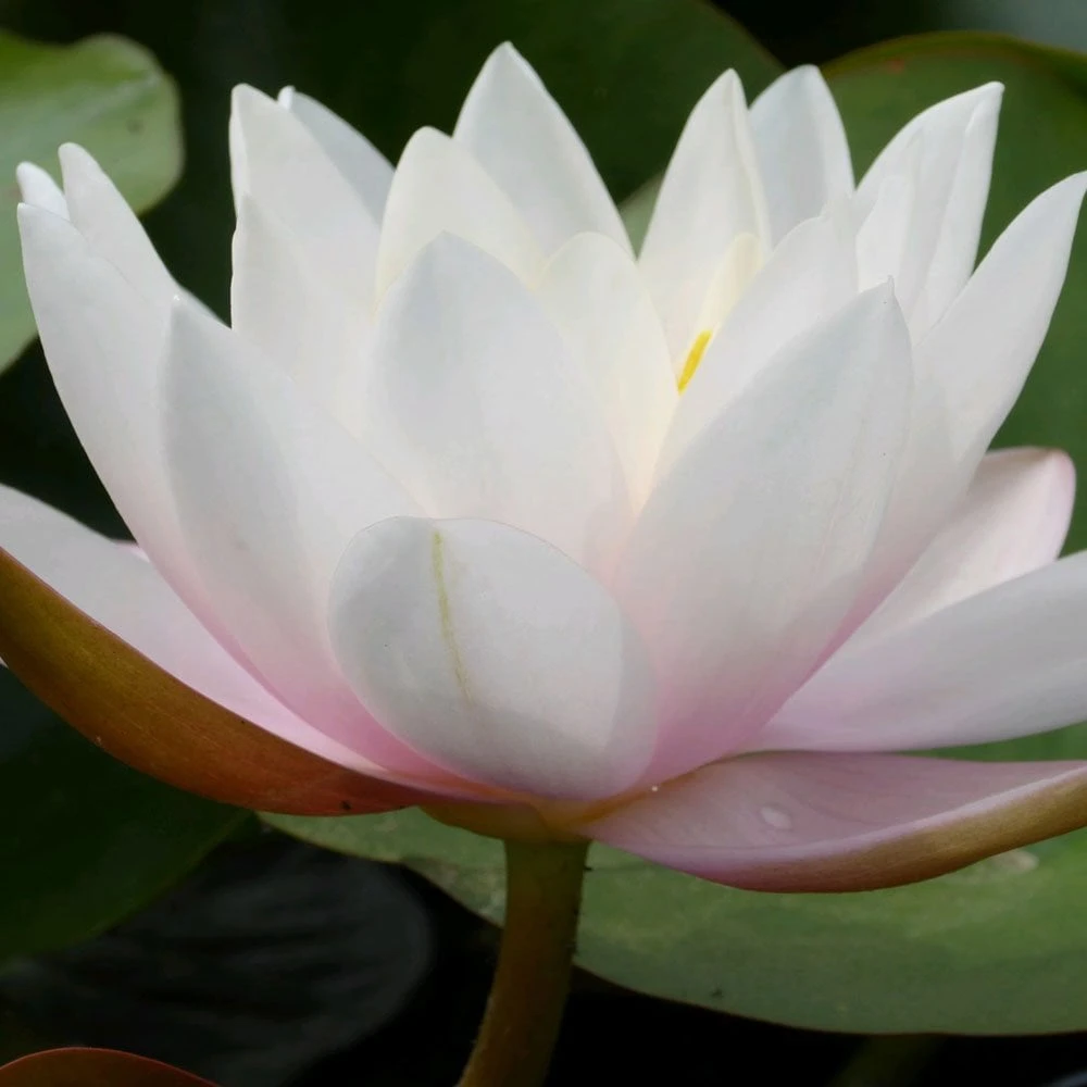 Nymphaea Marliacea Carnea - Image 2