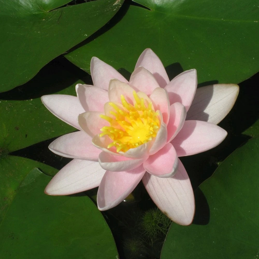 Nymphaea Marliacea Carnea - Image 3