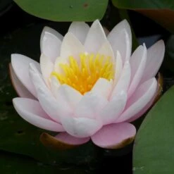 Nymphaea Marliacea Rosea
