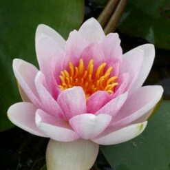 Nymphaea Mrs Richmond