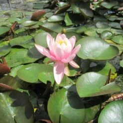 Nymphaea Odorata Firecrest