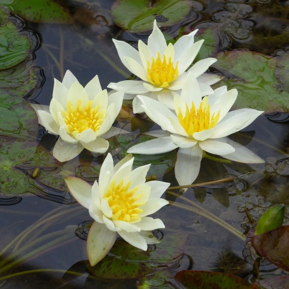 Nymphaea Pygmaea Helvola