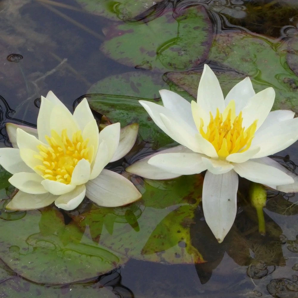 Nymphaea Pygmaea Helvola - Image 2
