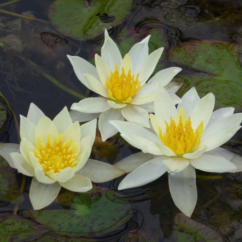 Nymphaea Pygmaea Helvola - Image 3
