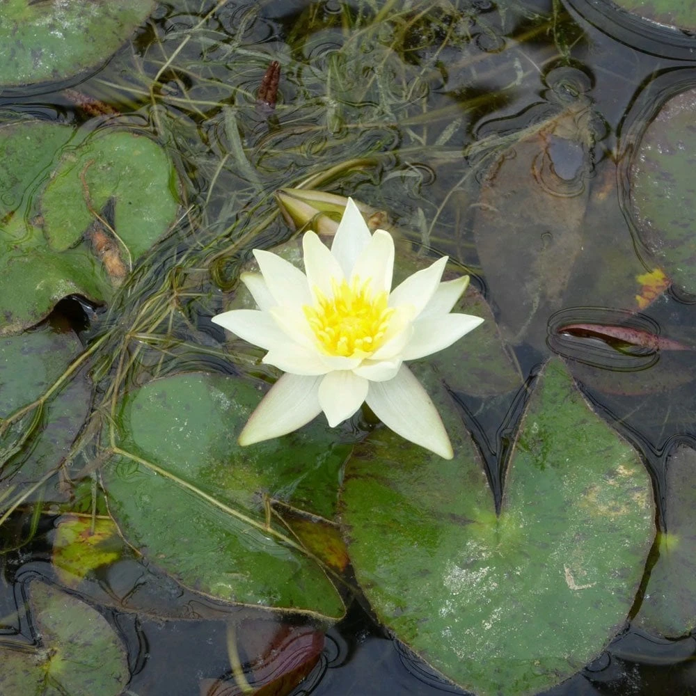 Nymphaea Pygmaea Helvola - Image 4