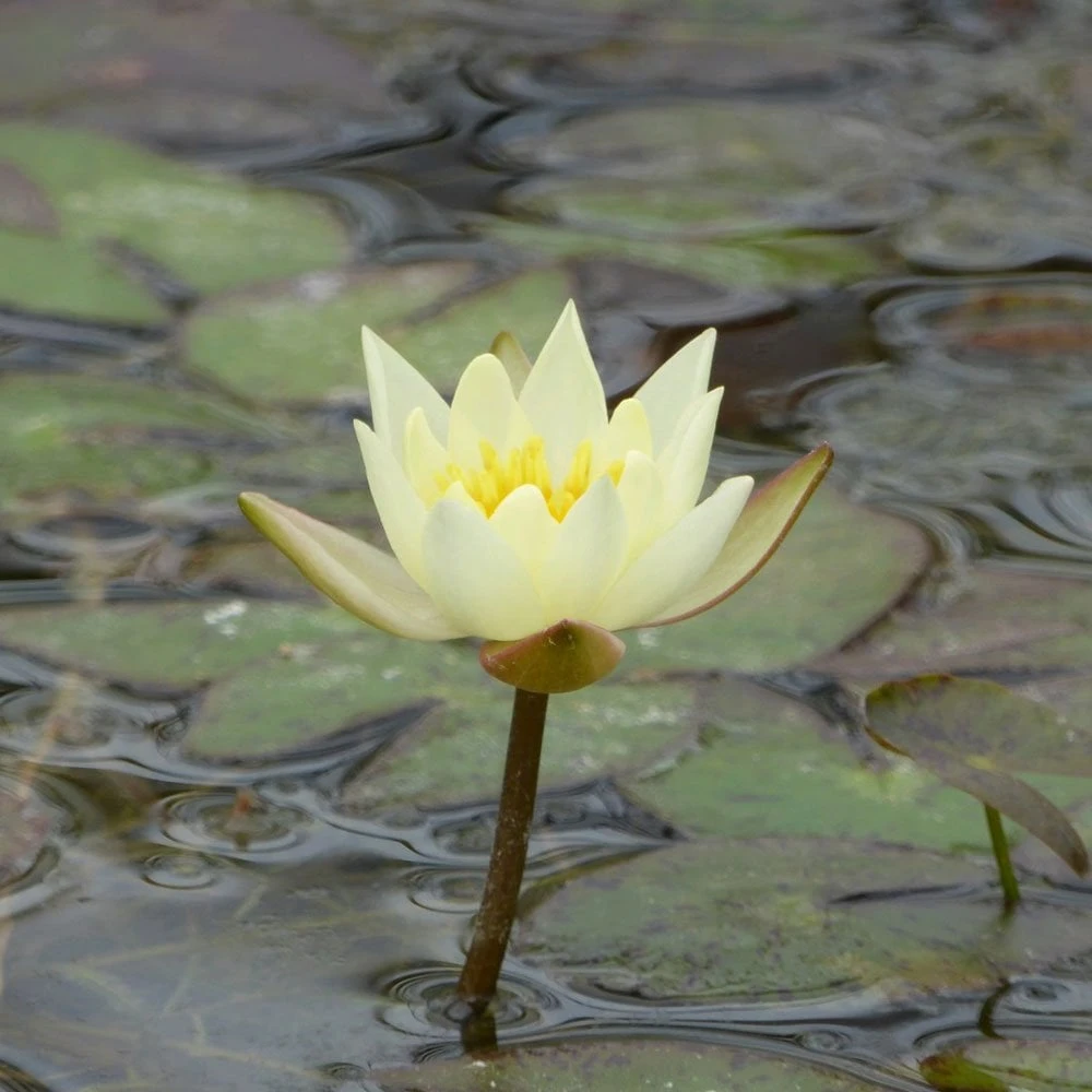 Nymphaea Pygmaea Helvola - Image 5