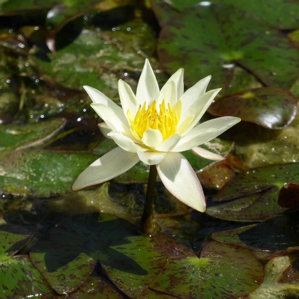 Nymphaea Pygmaea Helvola - Image 6