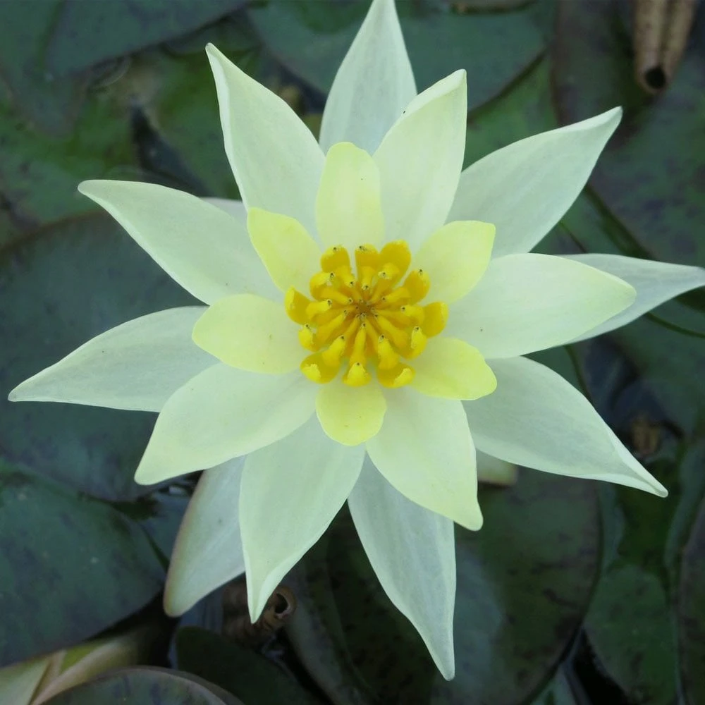 Nymphaea Pygmaea Helvola - Image 7