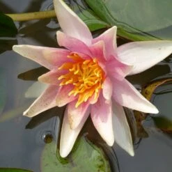 Nymphaea Sioux