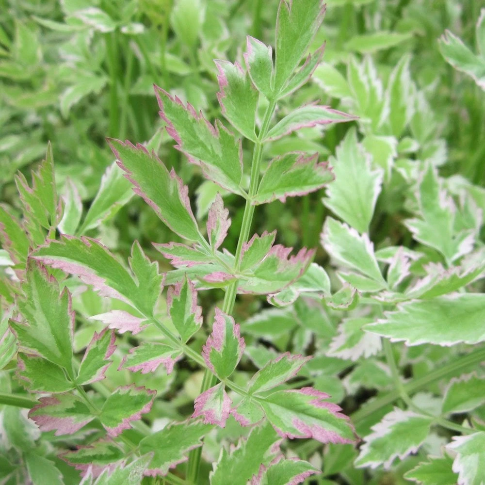 Oenanthe Javanica Flamingo - Variegated Water Dropwort - Image 2