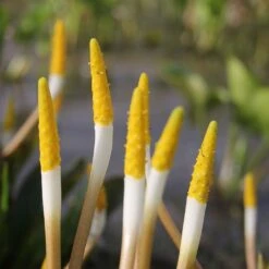 Orontium Aquaticum - Golden Club