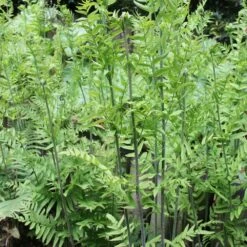 Osmunda Regalis - Royal Fern