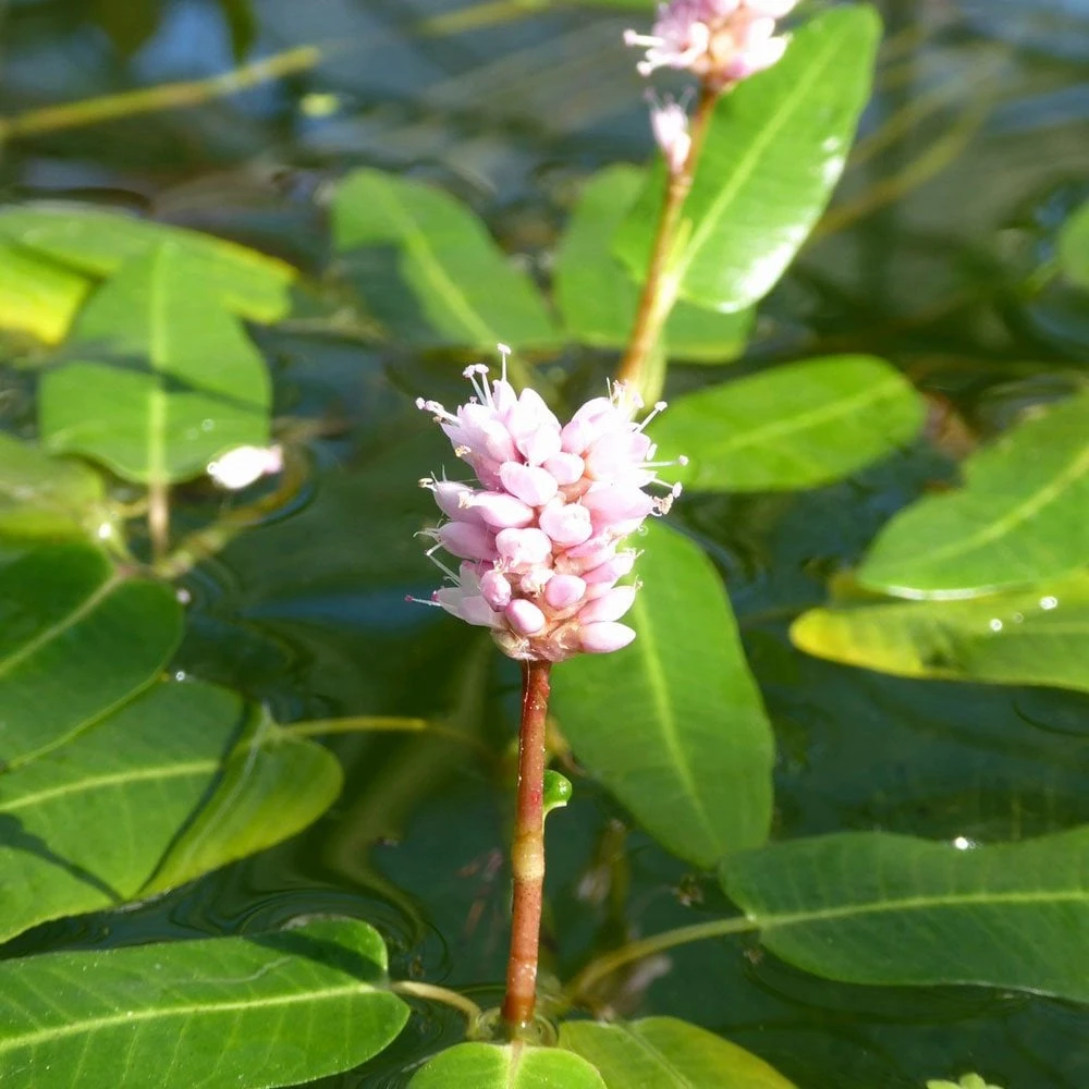Persicaria Amphibia - Water Knotweed