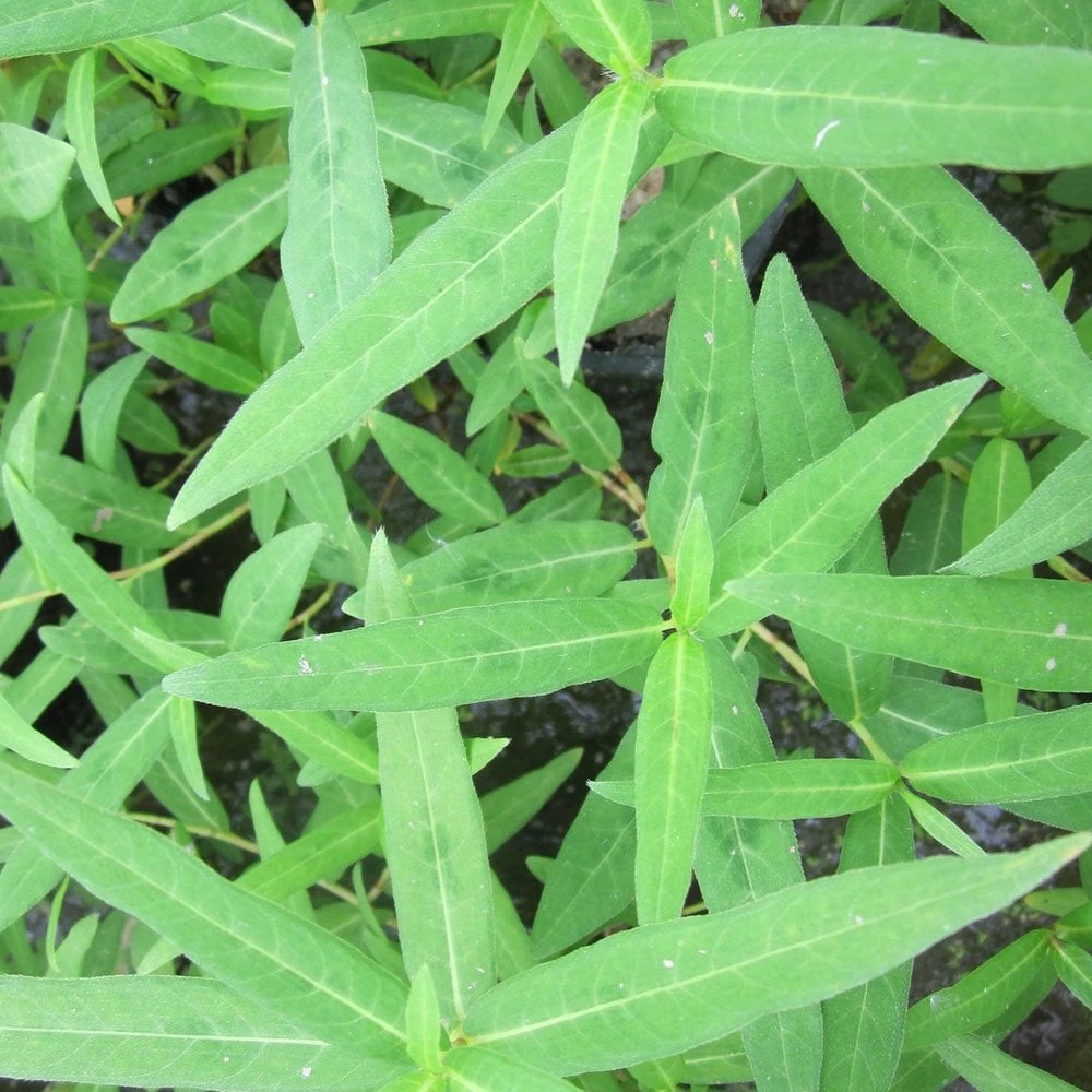 Persicaria Amphibia - Water Knotweed - Image 3