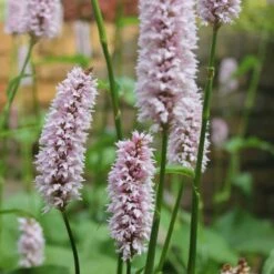 Persicaria Bistorta - Common Bistort